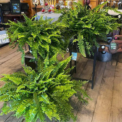Last Day 70% OFF-UV Resistant Lifelike Artificial Boston Fern