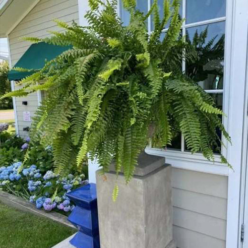 Last Day 70% OFF-UV Resistant Lifelike Artificial Boston Fern