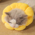 cat collar