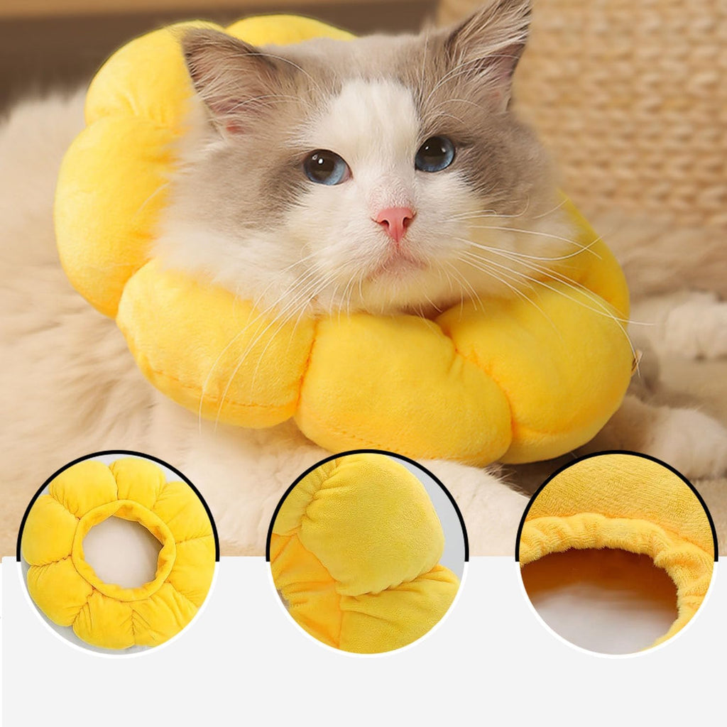 cat collar