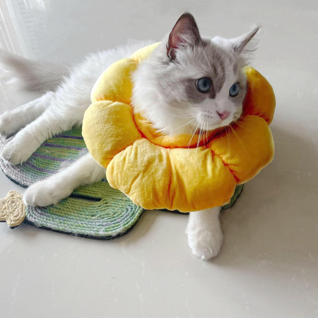 cat collar