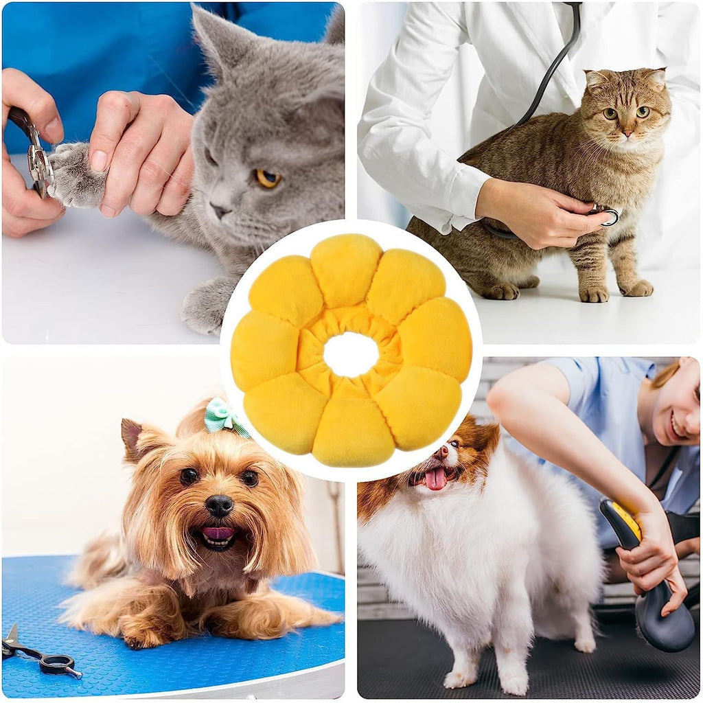 cat collar